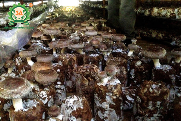 Cách trồng nấm hương (08)