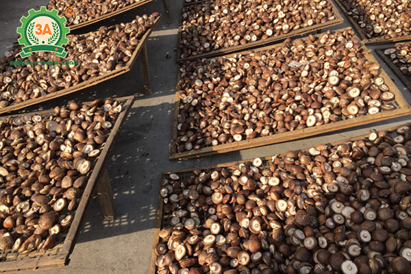 Cách trồng nấm hương (09)