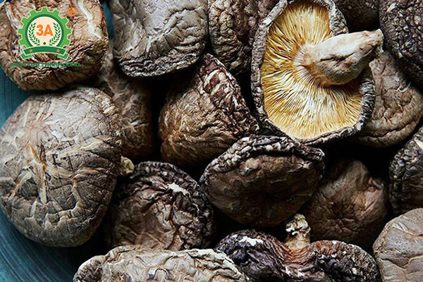 Cách trồng nấm hương (10)