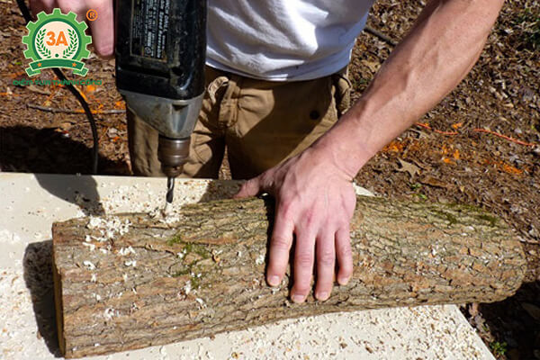 Cách trồng nấm hương (10)