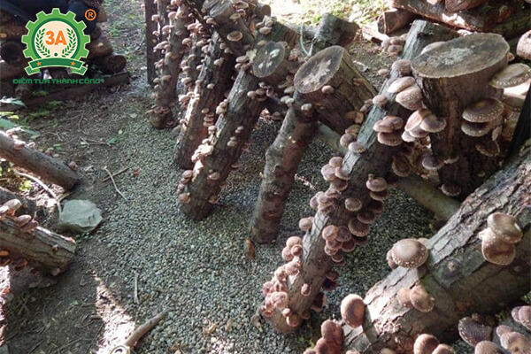 Cách trồng nấm hương (12)