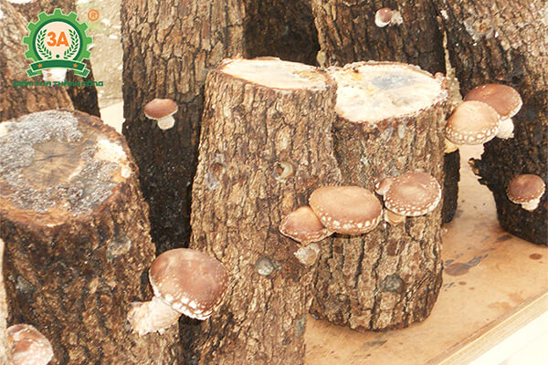 Cách trồng nấm hương (13)