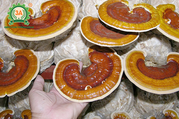 cách trồng nấm linh chi (01)