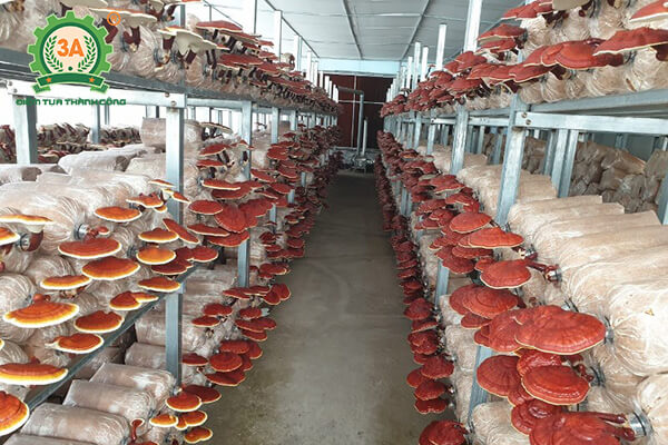 cách trồng nấm linh chi (02)