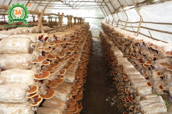 cách trồng nấm linh chi (07)