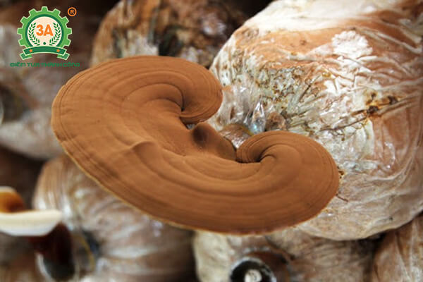 cách trồng nấm linh chi (08)