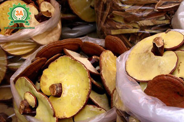 cách trồng nấm linh chi (10)