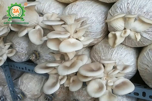 Cách trồng nấm sò (02)
