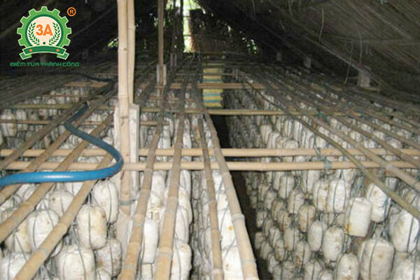Cách trồng nấm sò (05)