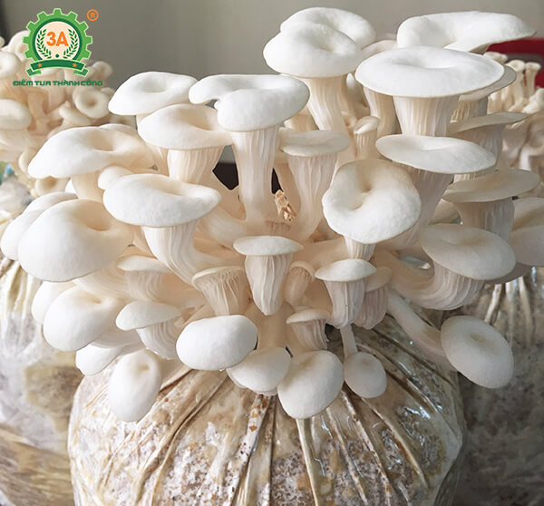 Cách trồng nấm sò (05)