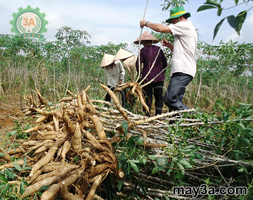 cách ủ chua củ và lá sắn làm thức ăn cho cá: Bà con đang thu hoạch cây sắn