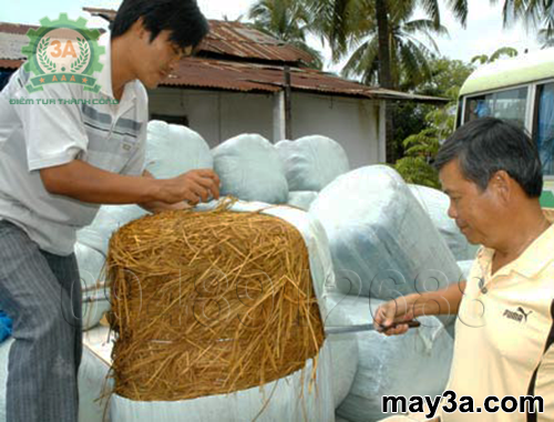 Cách ủ rơm cho bò bằng urê: Ủ rơm làm thức ăn cho bò