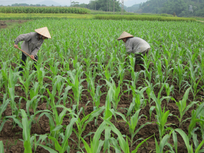 Kỹ thuật trồng bắp vụ hè thu