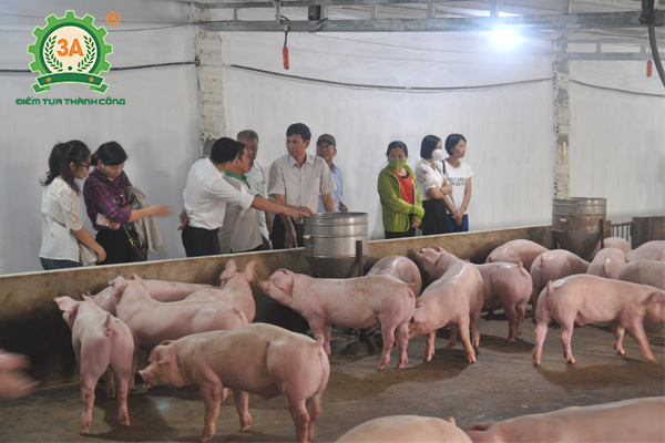 Chăn nuôi gì lợi nhuận cao (02)