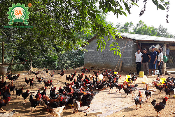 Chăn nuôi gì lợi nhuận cao (04)