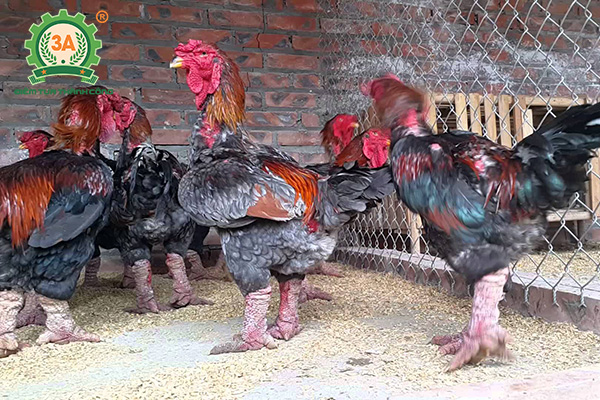 Chăn nuôi gì lợi nhuận cao (05)