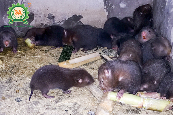 Chăn nuôi gì lợi nhuận cao (11)