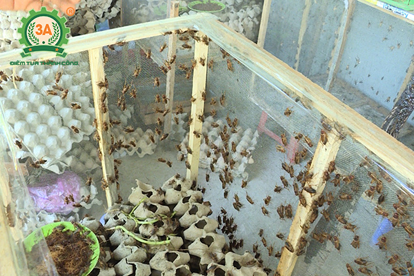 Chăn nuôi gì lợi nhuận cao (12)