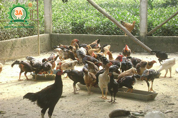 Nuôi gì với diện tích nhỏ: Nuôi gà ta thả vườn