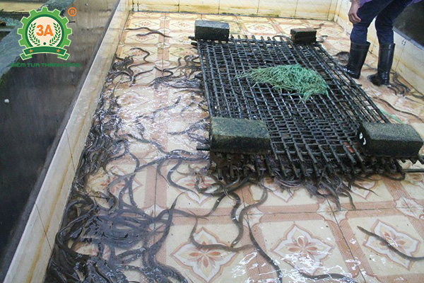 Nuôi gì với diện tích nhỏ: Nuôi lươn trong bể xi măng