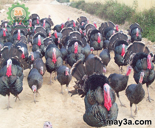 Chế biến thức ăn cho gà tây