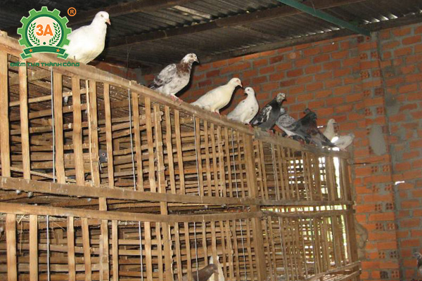 Chuồng chim bồ câu (03)
