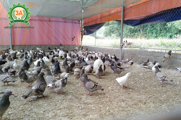 Chuồng chim bồ câu (05)