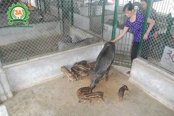 Chuồng trại chăn nuôi lợn rừng (03)