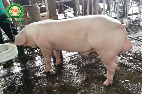 Công thức phối trộn thức ăn cho lợn thịt: Lợn Landrace