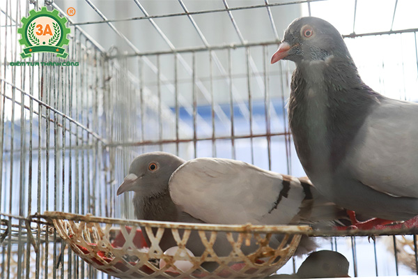 Dấu hiệu bồ câu sắp đẻ trứng (01)