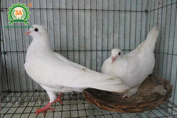 Dấu hiệu bồ câu sắp đẻ trứng (04)