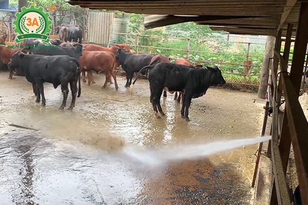 Ứng dụng dây chuyền chế biến thức ăn gia súc 3A vào mô hình nuôi bò sinh sản và bò giống