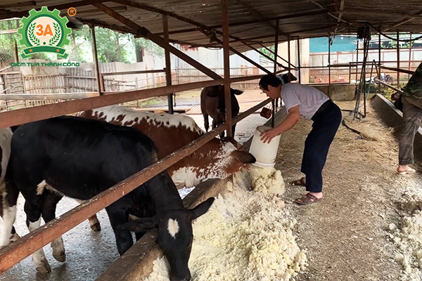 Mô hình nuôi bò sinh sản và bò giống ứng dụng dây chuyền chế biến thức ăn gia súc 3A