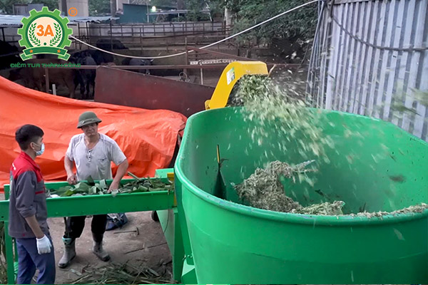 Mô hình nuôi bò sinh sản và bò giống ứng dụng dây chuyền chế biến thức ăn gia súc 3A (05)