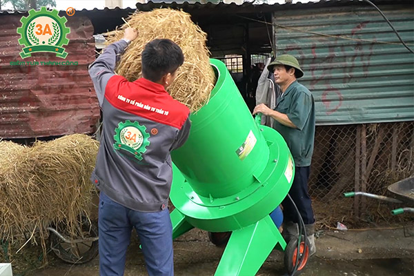 Mô hình nuôi bò sinh sản và bò giống ứng dụng dây chuyền chế biến thức ăn gia súc 3A (06)