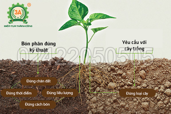 Yêu cầu khi bón phân đạt hiệu quả