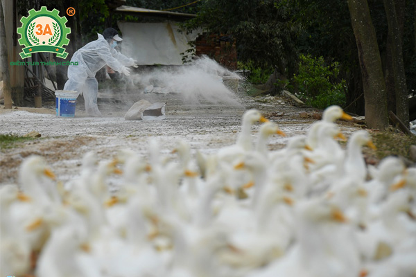 Dịch cúm gia cầm A/H5N6 diễn biến phức tạp