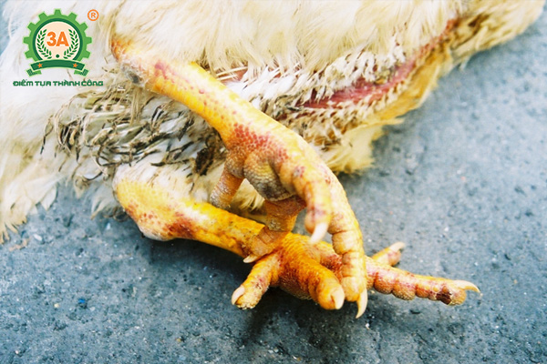 Gà bị nhiễm dịch cúm gia cầm A/H5N6