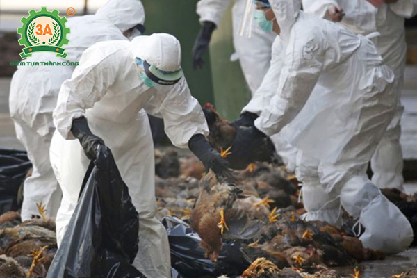Tiêu hủy gia cầm ngăn chặn lây lan dịch cúm gia cầm A/H5N6