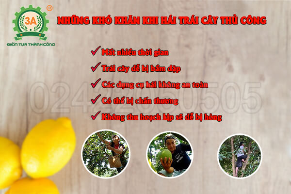 Những khó khăn khi không có dụng cụ hái trái cây trên cao