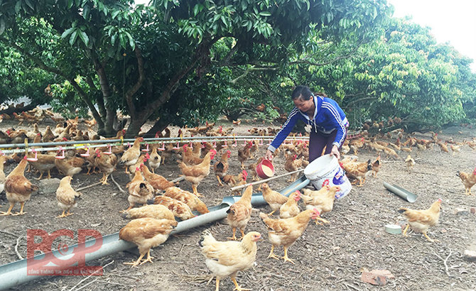 Gà đồi Yên Thế sẵn sàng đón tết