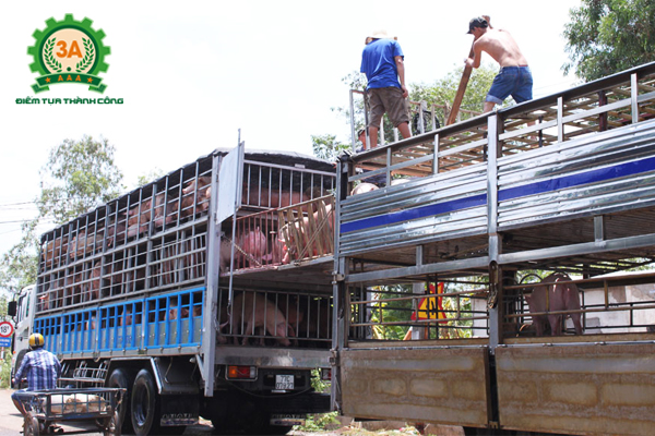 Giá lợn hơi ngày 20/08/2018