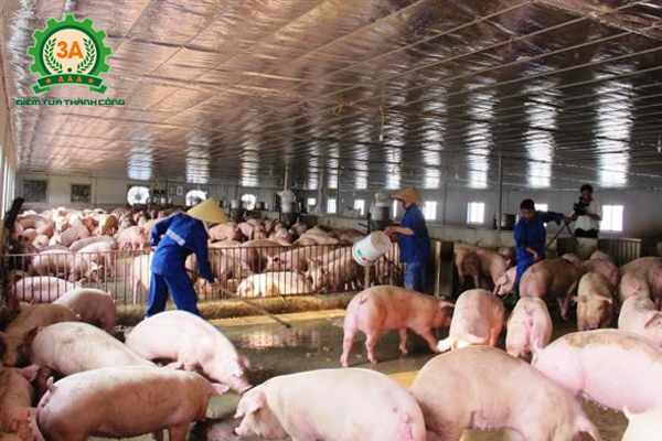 Giá lợn hơi ngày 27/08