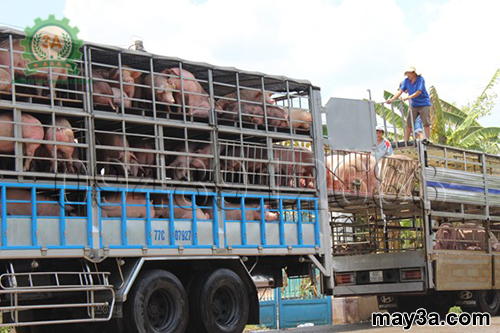 Giá heo đồng loạt tăng mạnh tuần qua trên nhiều địa phương.