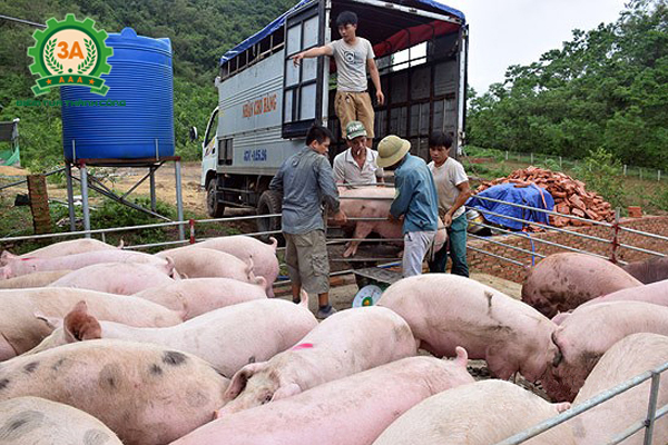Giá thịt lợn hơi ngày 16/08/2018