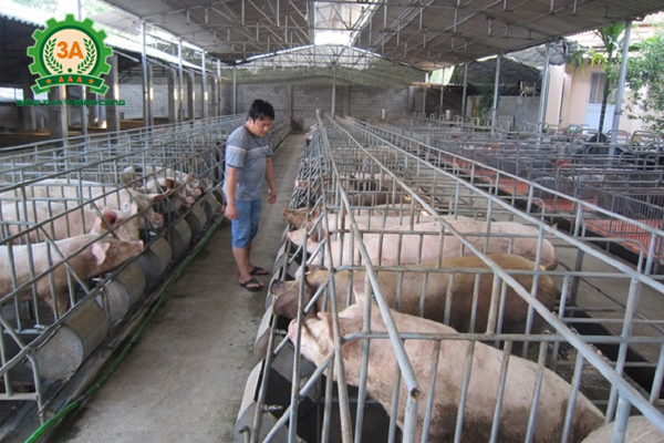 Giá thịt lợn hơi ngày 16/08/2018 (2)