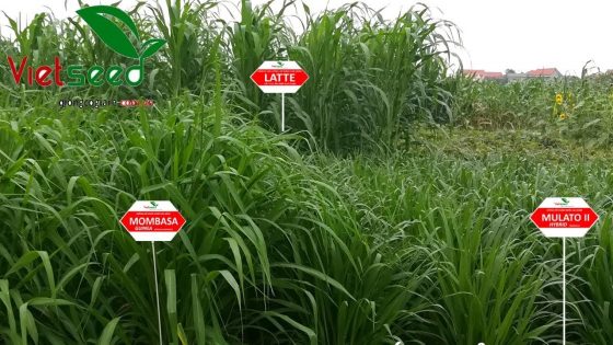 Giống cỏ giá rẻ