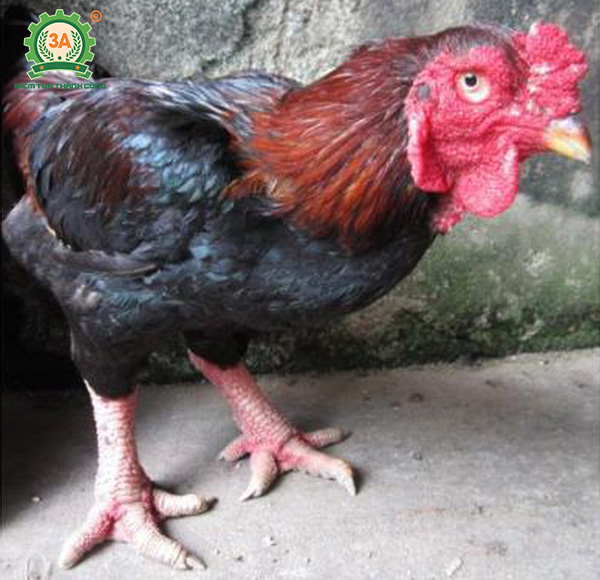 Giống gà thịt ngon nhất (03)