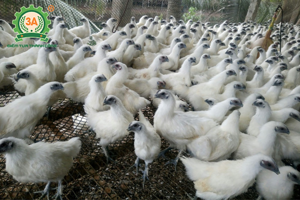 Giống gà thịt ngon nhất (04)