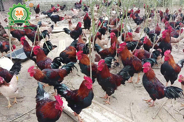 Giống gà thịt ngon nhất (07)